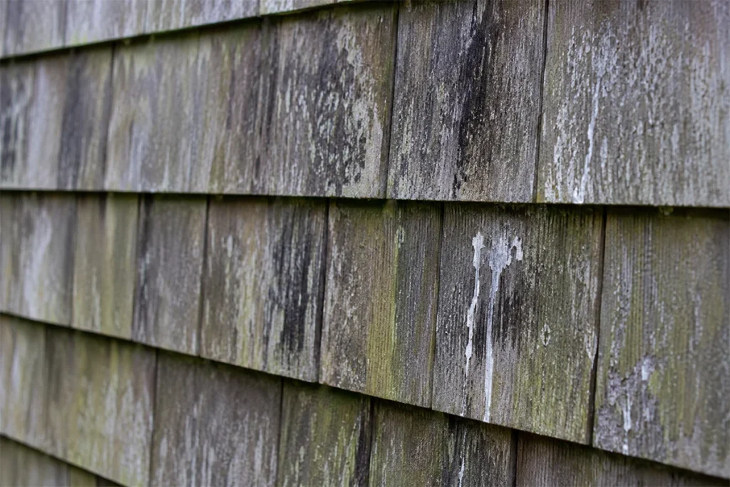 Green algae and salt buildup on a cedar-shingled waterfront home siding in summer Martha's Vineyard